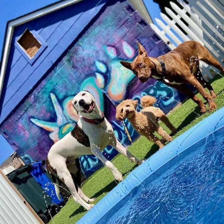 Dog Splash Pad