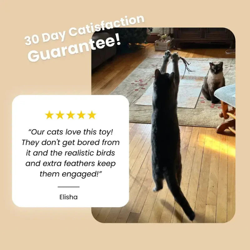Interactive Cat Toy Set