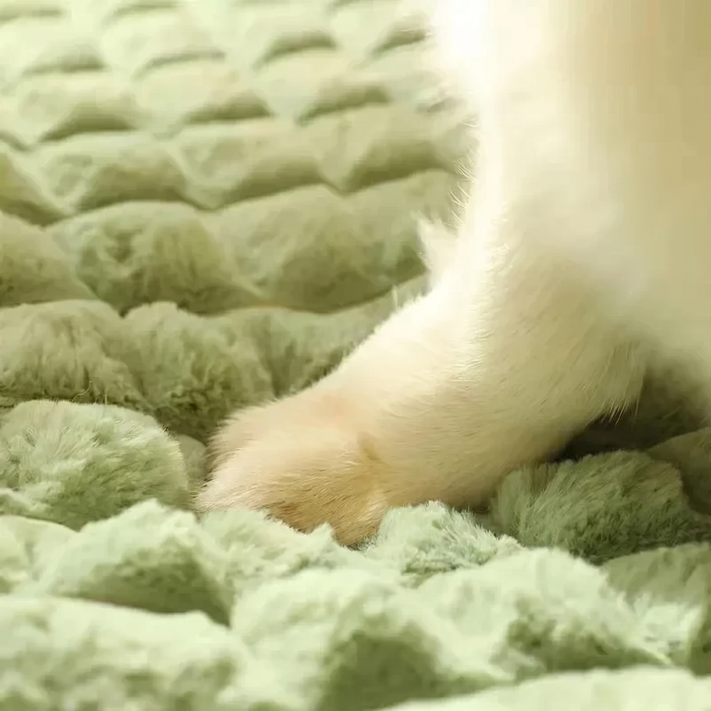 CozyPaws™ Memory Foam Dog Bed - Washable Removable Cover Mat for Dogs & Cats