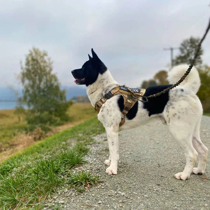Tactical Dog Harness