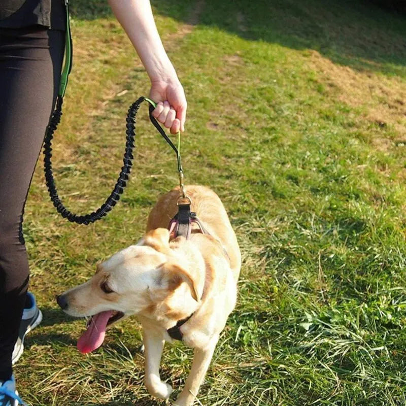 Hands Free Dog Leash for Running
