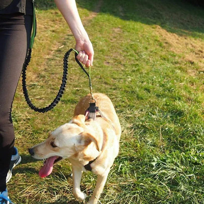 Hands Free Dog Leash for Running