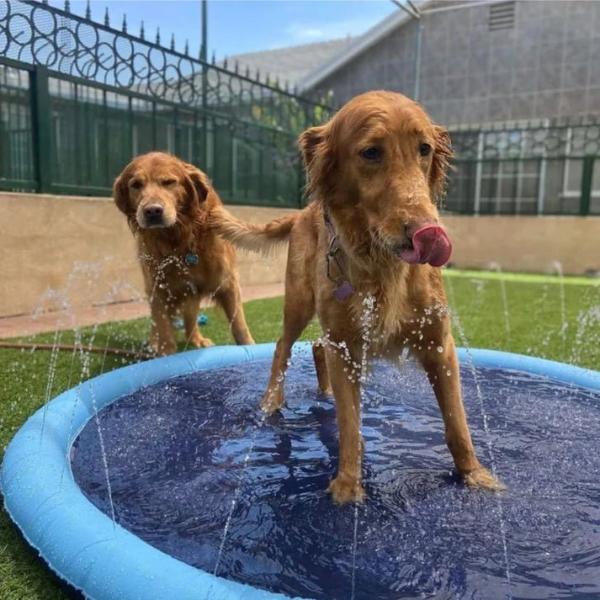 Dog Splash Pad