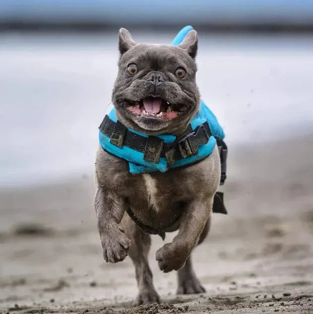 Dog Shark Life Jacket