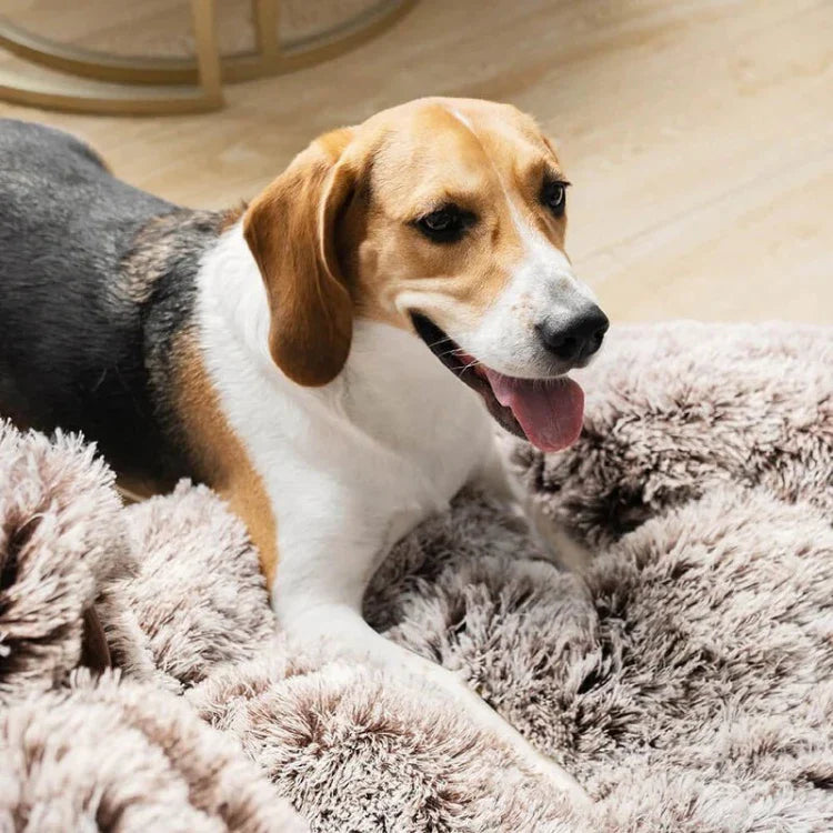 Paws Dog Bed