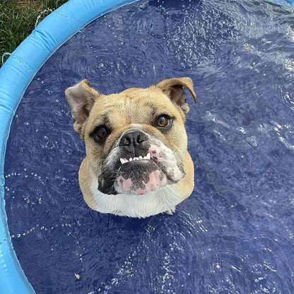 Dog Splash Pad