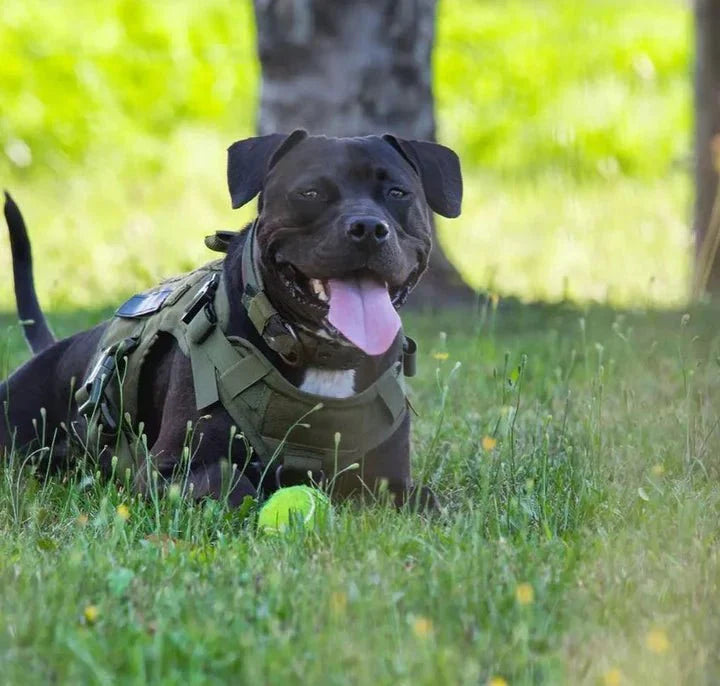 Tactical Dog Harness