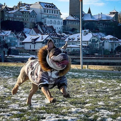 Dog Winter Jacket